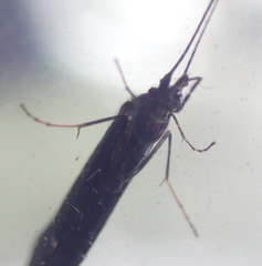 Athripsodes bilineatus