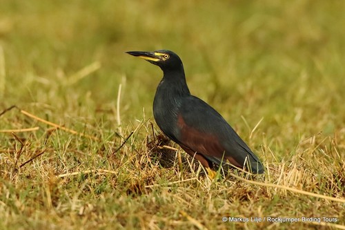 Rufous-bellied Heron