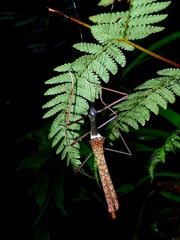 Marmessoidea vinosa