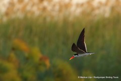 Rynchops flavirostris