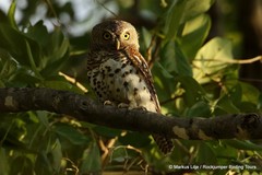 Glaucidium capense