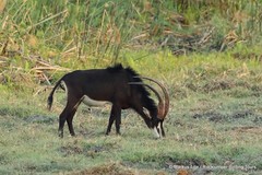 Hippotragus niger niger