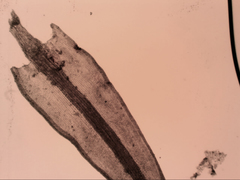 Didymodon torquatus