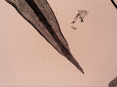 Didymodon torquatus