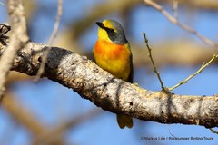 Telophorus sulfureopectus