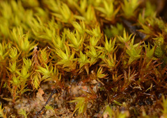 Didymodon torquatus