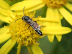 Sapygina decemguttata