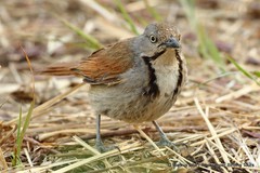 Cichladusa arquata