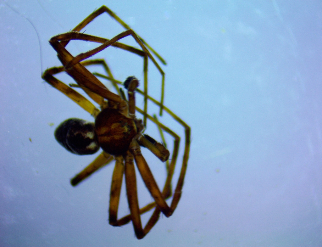 Turf Running Spider