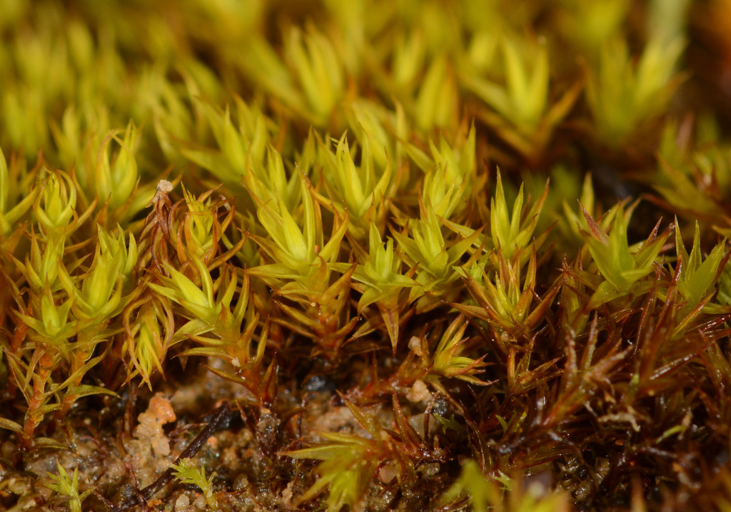 Didymodon torquatus