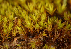 Didymodon torquatus
