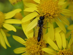 Sapygina decemguttata