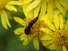Sapygina decemguttata