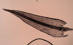 Didymodon torquatus