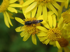 Sapygina decemguttata