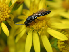 Sapygina decemguttata