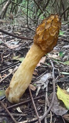 Morchella esculenta