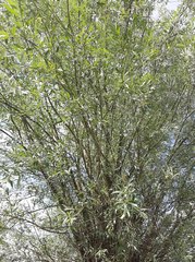 Pyrus salicifolia