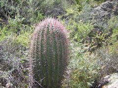 Ferocactus gracilis gracilis