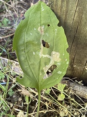 Phytomyza plantaginis