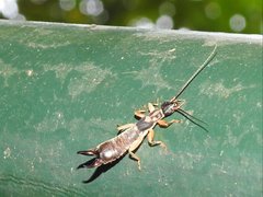 Cranopygia