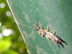 Cranopygia