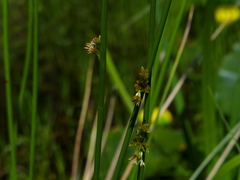 Juncus arcticus alaskanus