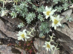 Leontopodium microphyllum