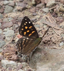 Dodona maculosa