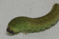 Tenthredo atra