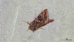 Autographa pulchrina