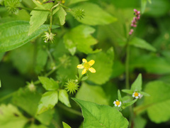 Ranunculus cantoniensis