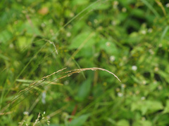 Agrostis clavata
