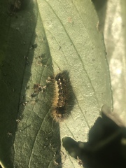 Euproctis chrysorrhoea