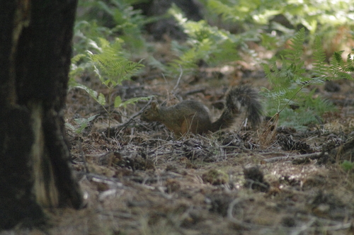 Mexican Fox Squirrel
