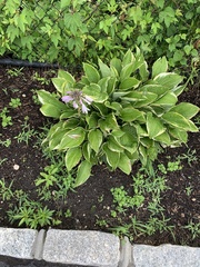 Symphytum × uplandicum