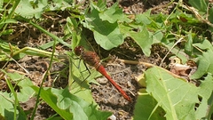 Sympetrum sanguineum