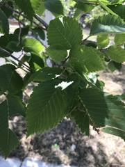 Ulmus