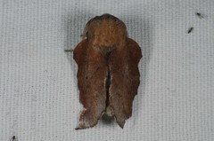 Phyllodesma tremulifolia