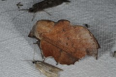 Phyllodesma tremulifolia