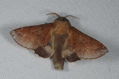 Phyllodesma tremulifolia