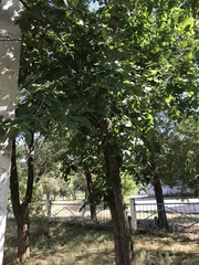 Ulmus