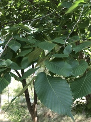 Ulmus