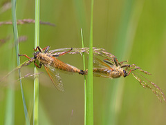 Echthistus rufinervis