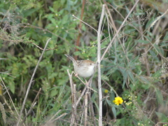 Cisticola chiniana