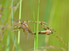 Echthistus rufinervis