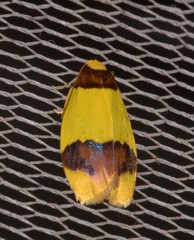Heterallactis euchrysa