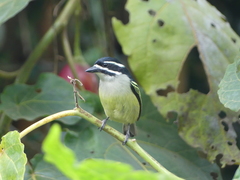 Pogoniulus bilineatus