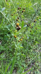 Trifolium spadiceum