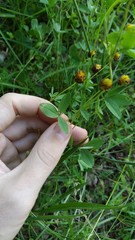 Trifolium spadiceum
